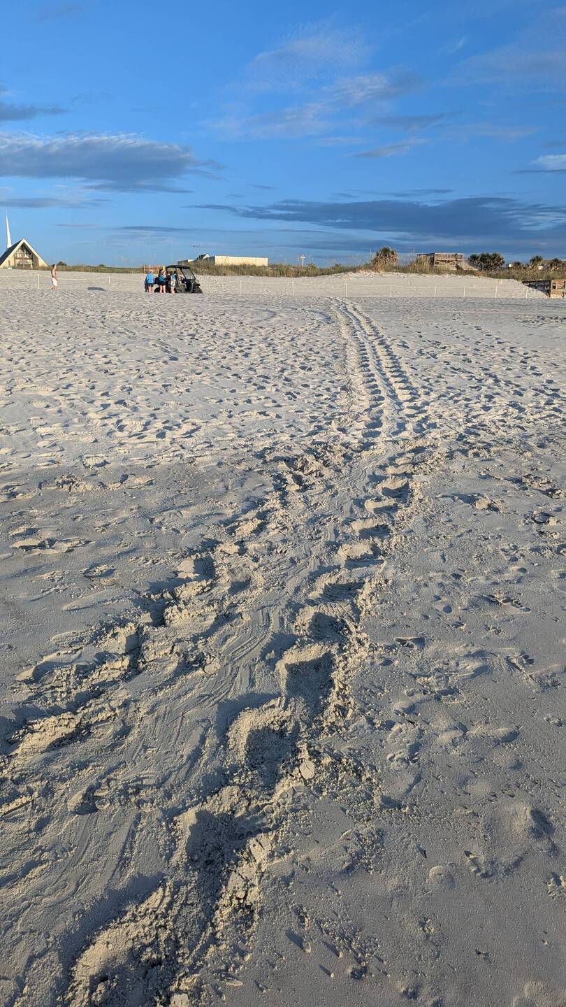 Turtle patrol cordoning off the nest for safekeeping