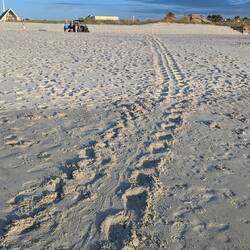Turtle patrol cordoning off the nest for safekeeping