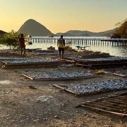 Fishermen drying fish