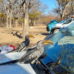 Mr and Mrs Zazu admiring our cars