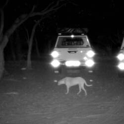 Good to know that our trap camera works, catching a stray dog that visited us in the night.