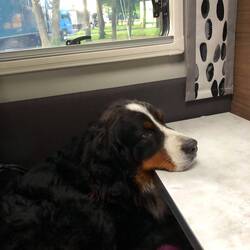 Wann geht's endlich weiter? 🐶💭