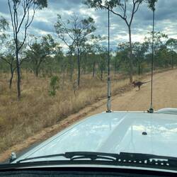 Kängurus kreuzen immer wieder den Weg