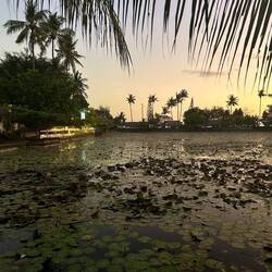 Lotus Lagoon🪷