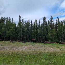 Wilde Bisons