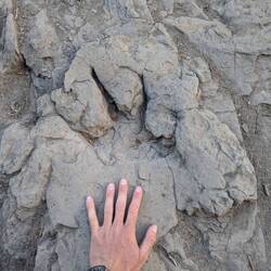 Dinosauriern auf der Spur