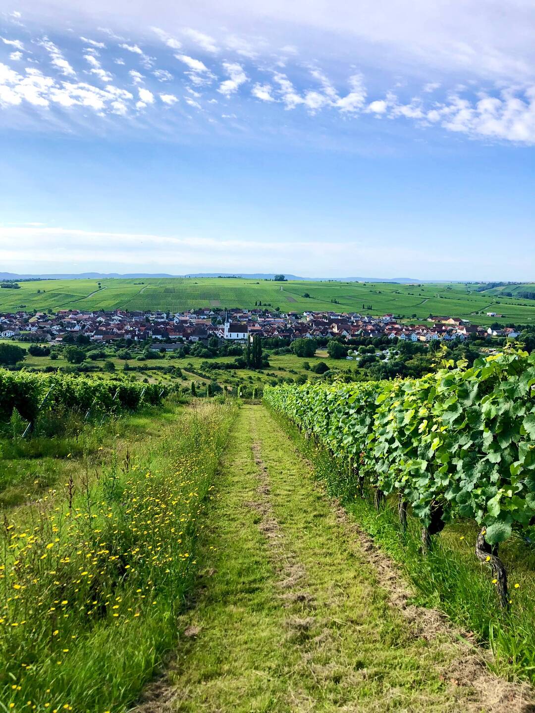 In den Weinbergen an der Mainschleife