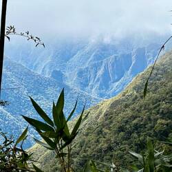 Cloud Forest