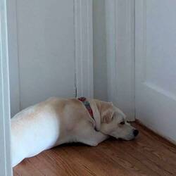 Why do they sleep so late around here?
