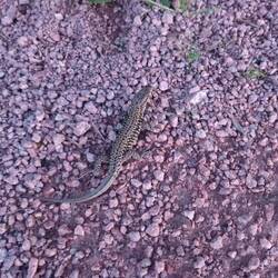 Lézard caché 10 mn dans mon pantalon avant que je le sente bouger !