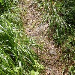 Forest path along part of a 'King's Road' - what the surface really looks like!!