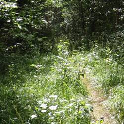 Forest path along part of a 'King's Road'