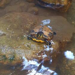 Diese Schildkröte ließ sich partout nicht stören, sie saß nach zwei Stunden noch am selben Fleck.