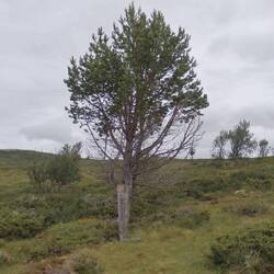 Not quite the last tree but at the treeline