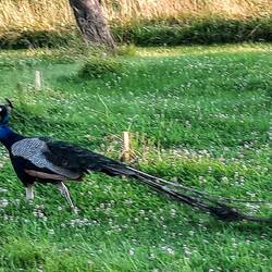 Monsieur Pfau