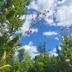 Blumen wachsen jetzt in den Himmel.