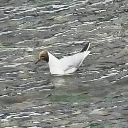 Their black-headed seagulls