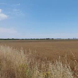 Man sieht nur Getreide. Und davon recht viel.