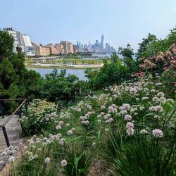 Summer flowers showing off against the cityscape.