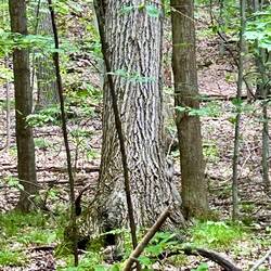 can you see the squirrel?