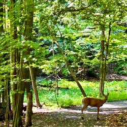 I saw many many deer