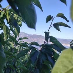 Aussicht auf der Farm