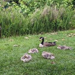 Look how cute the geese are!