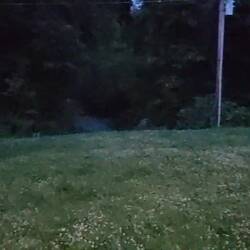 Fireflies! Or as the locals have it, "lightning bugs"