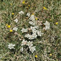 Sind das tadschikische Edelweiss?