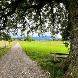 Unter dieser alten Eiche genießen wir ein Päuschen.