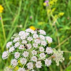 ..und bei Insekten beliebter Waldengelwurz.