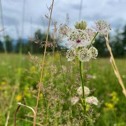 Uns selbst gefällt am besten die Große Sterndolde.