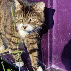 Abby the Tabby enjoying the sunshine