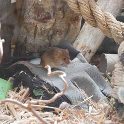 Harvest mouse