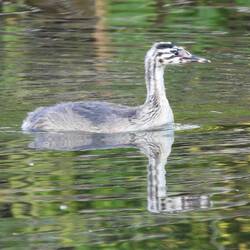 A young Great Crested Grebe on the canal