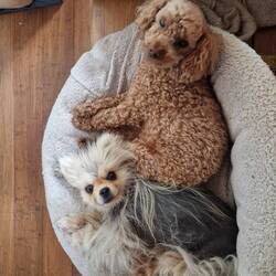 They love each other really!