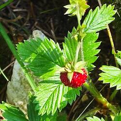 Walderdbeere