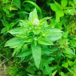 Ross- oder Waldminze