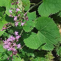 Filziger oder grauer Alpendorst