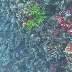 Die Schildkröte ist viel früher zu sehen, als man denkt