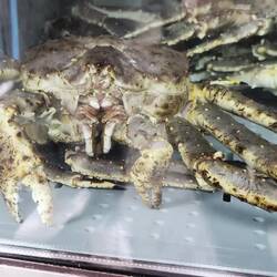 Warum isst man die? Die sind mindestens so gruselig wie Spinnen