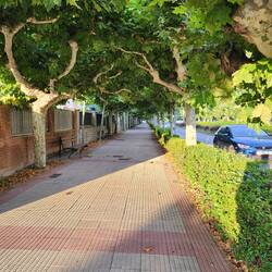 Beautiful trees