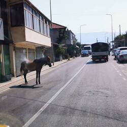 Und dieses ,Maultier stand einfach ruhig, auf der Straße