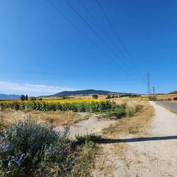 Wow! fields of Sunflowers