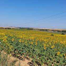Ein Sonnenblumenfeld. Ein bisserl Abwechslung.