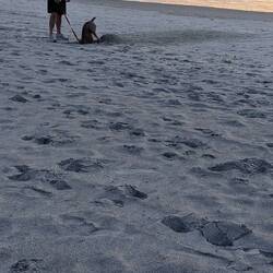 This dog was digging like he had placed something there