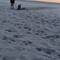This dog was digging like he had placed something there