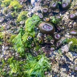 Brimming with sea life