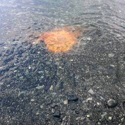 Lions mane jellyfish