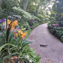 A brave squirrel in orchid garden